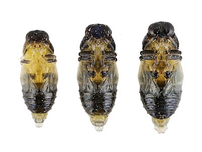 Neocuris cuprilatera, PL4801G, PL4801H & PL4801I, male (x2) and female, pupae, from Ozothamnus retusus (PJL 3504) stem, MU